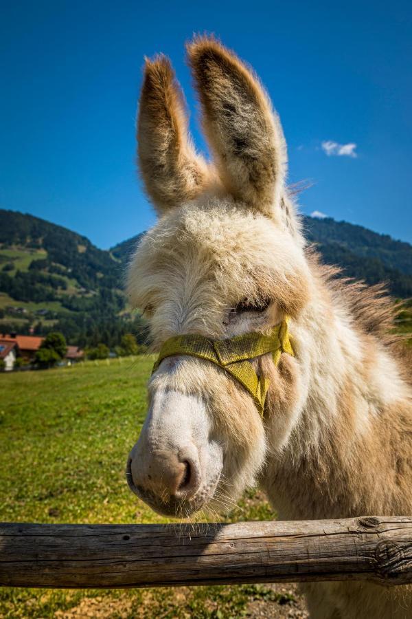 Weidinghof Apartment Sankt Veit im Pongau Bagian luar foto
