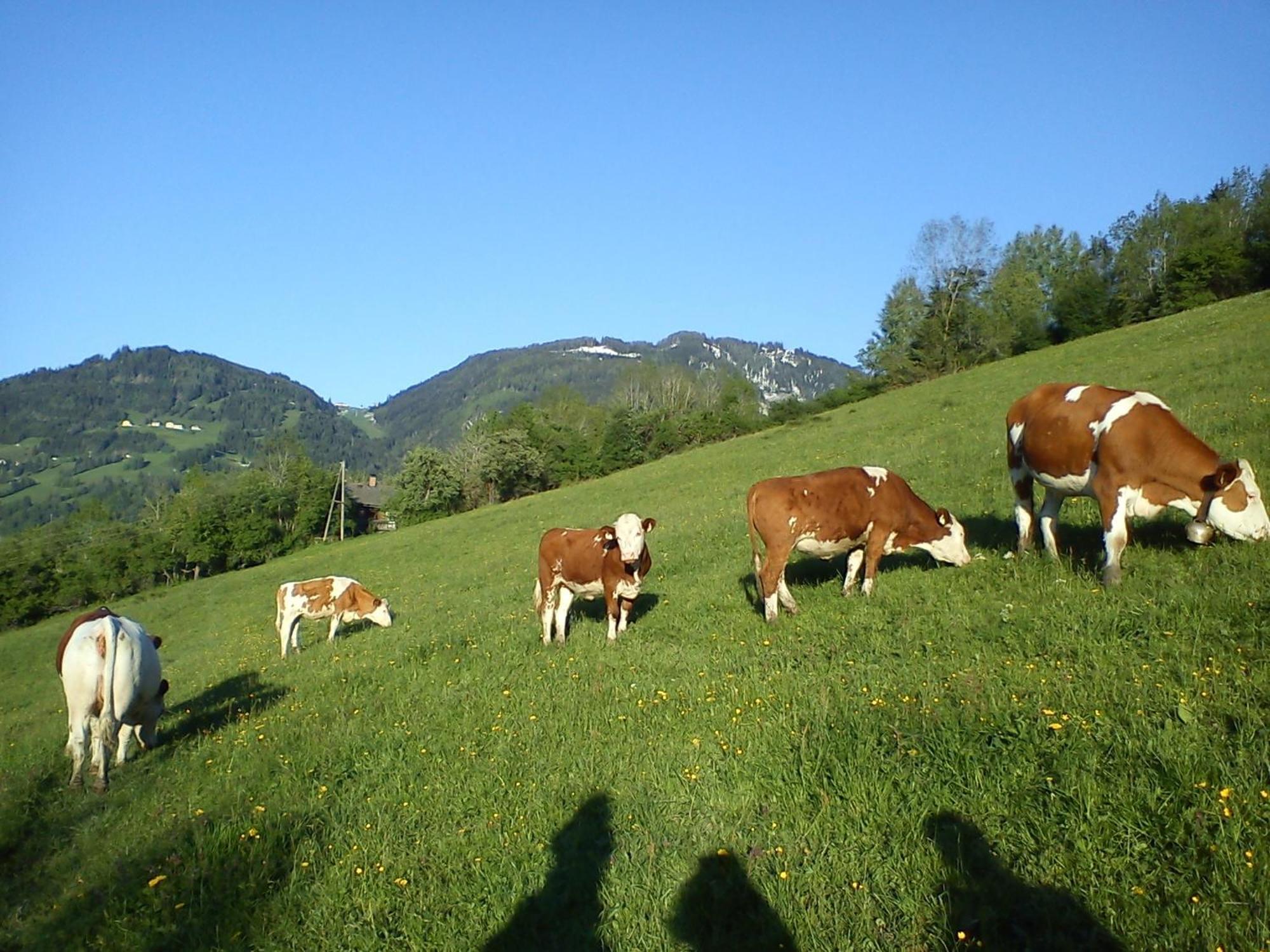 Weidinghof Apartment Sankt Veit im Pongau Bagian luar foto